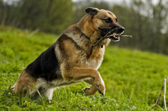 了解养德牧的几个坏处（附：刚开始养德牧就后悔？）