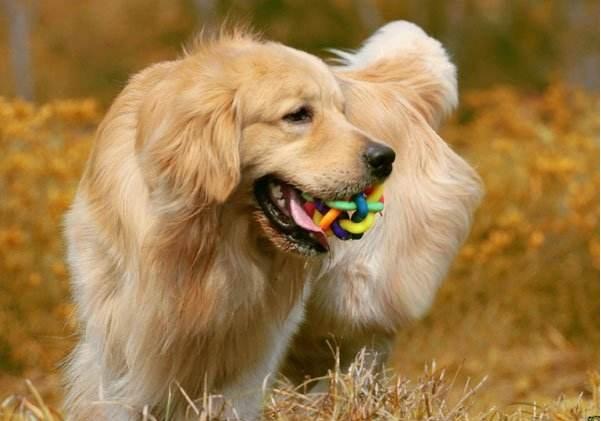 金毛难养吗（详解：金毛最受欢迎的5个理由）