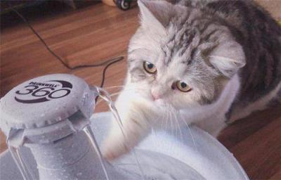 猫咪尿闭几天会死亡呢（详解：猫咪尿闭的症状）