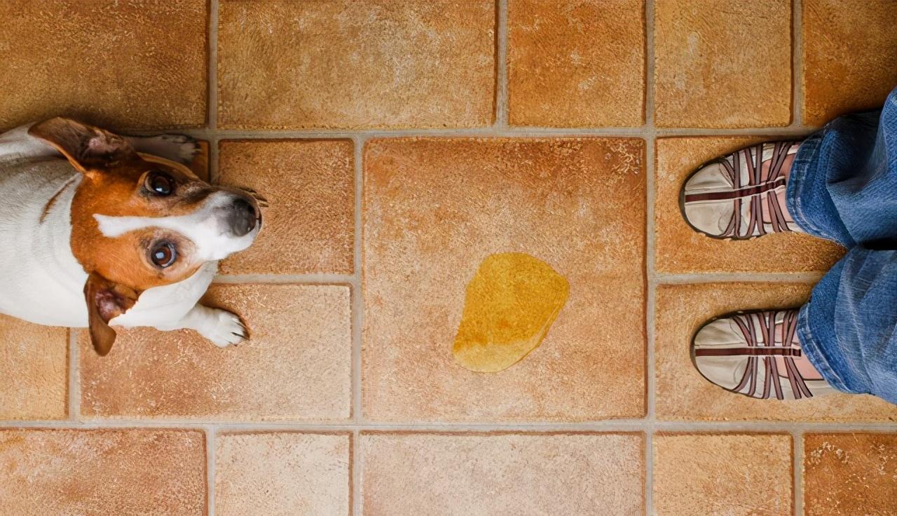 教狗狗定点排便训练（教狗狗怎么大小便）