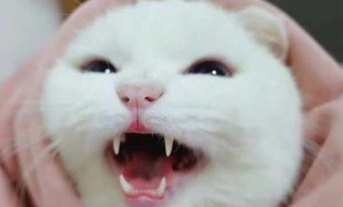 母猫快生当天的症状 怎么让猫咪认产房