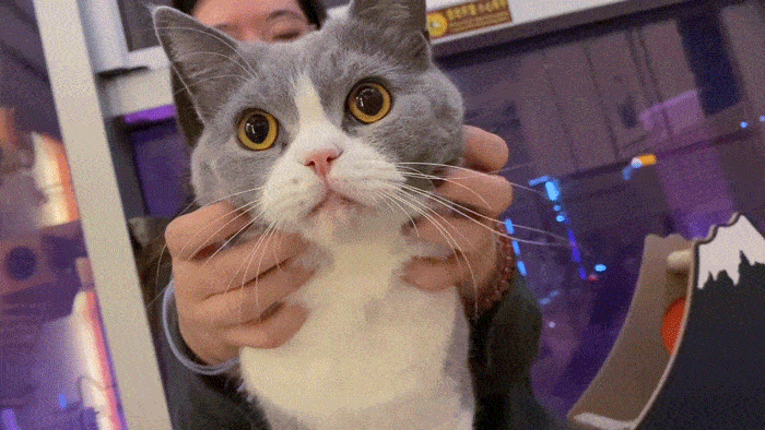 建议养英短的六个原因（英国短毛猫好养吗）