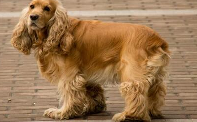 英国可卡犬怎么养才好（附：可卡犬科学饲养步骤）