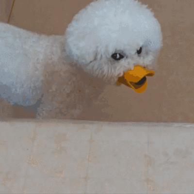 狗狗几个月换牙（狗狗换牙期注意事项）