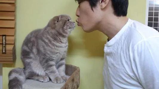 吸猫到底是对猫干嘛(吸猫是对猫做什么)