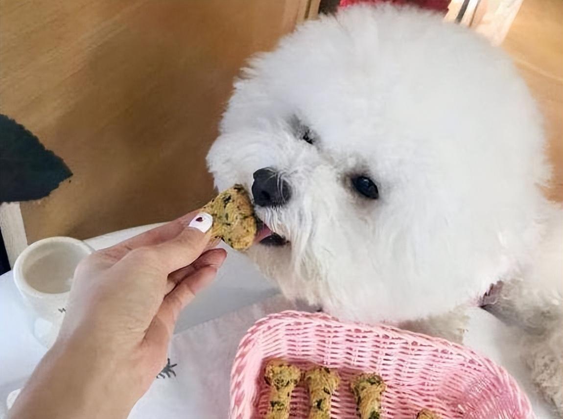 分享比熊最爱吃的10种食物（比熊犬吃什么食物对身体最好）