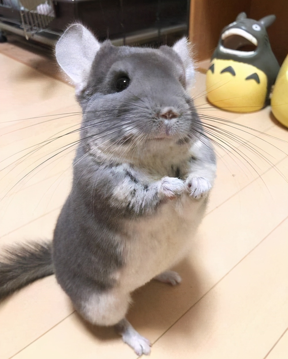 龙猫属什么科动物呢（详解：龙猫是啮齿类动物吗）