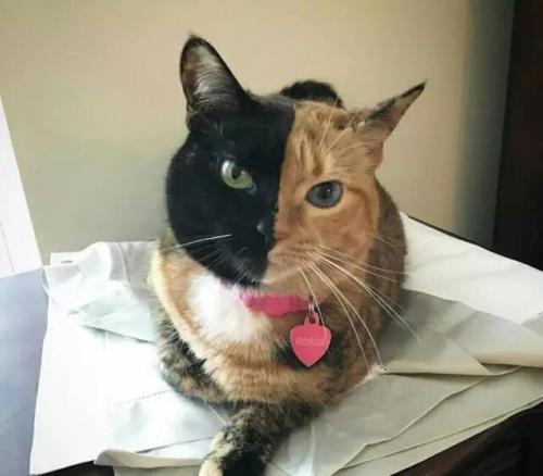 猫咪是不是快生了一直叫 猫咪一直叫但是不生