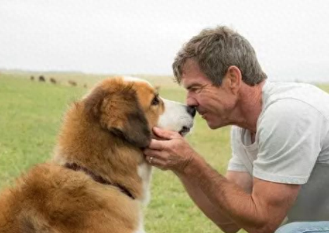 狗也会哭吗代表着什么