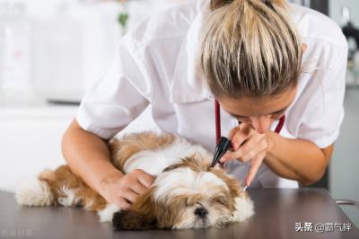 狂犬疫苗可以推迟一天打吗(一起来看看狗狗打疫苗的常见问题)