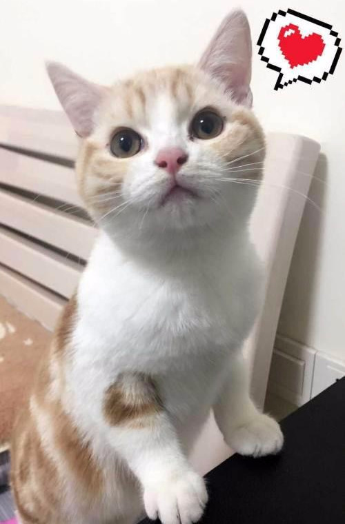 美短什么花纹最昂贵呢(附:美短最贵最值钱品相)