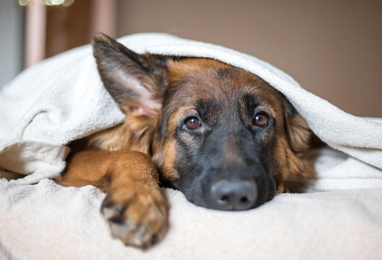 如何养狗狗（新手铲屎官入门必备攻略）