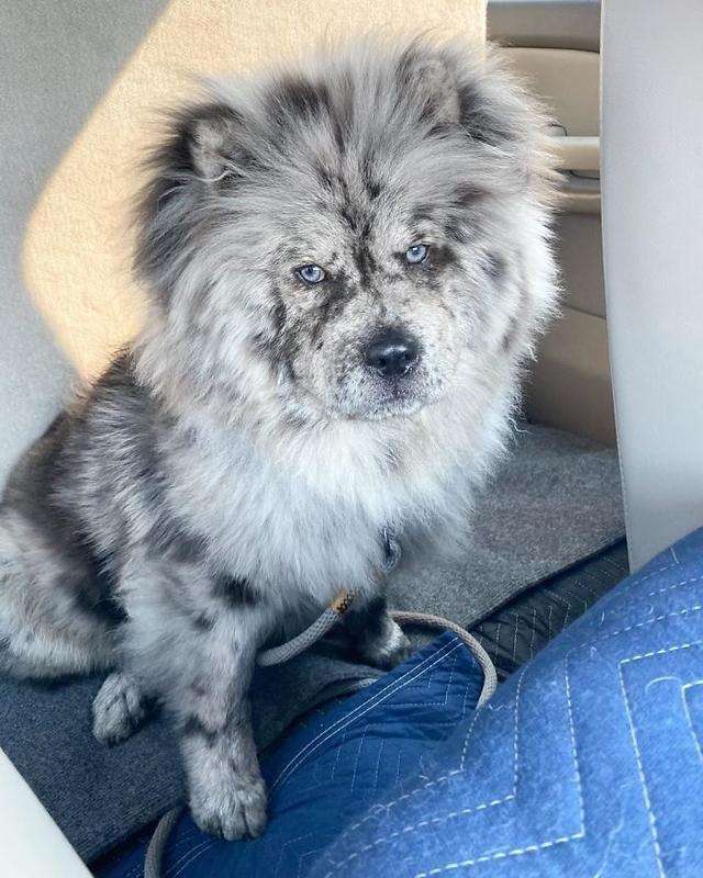 毛色稀有的帅气松狮犬，侧脸看是霸气小狮子，实际上超可爱