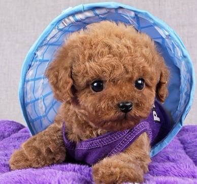 纯种泰迪犬怎么看（了解泰迪纯种特征描述）