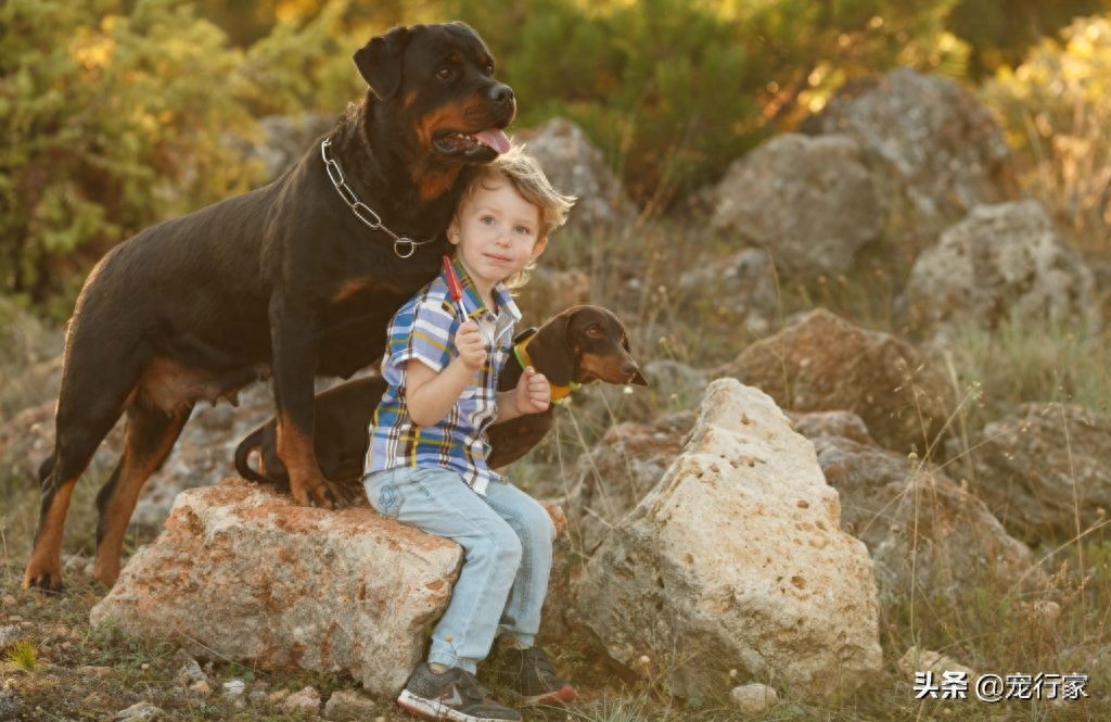 狗狗脑子每天在想什么（附：7件狗狗白天都会想的事情）