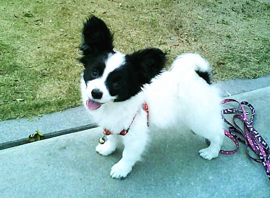 分享养蝴蝶犬的五大理由（蝴蝶犬好养吗）