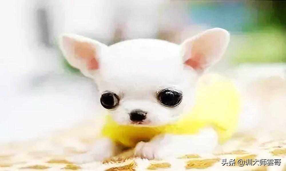 十种脾气好的小型犬介绍（小型犬哪个聪明好养）