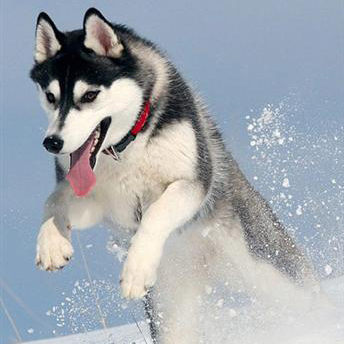 宠物犬排名及图片大全（宠物犬种类大全及名称）