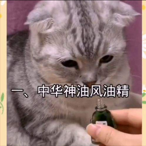 猫怕什么气味一闻就跑(猫闻什么味道就跑)