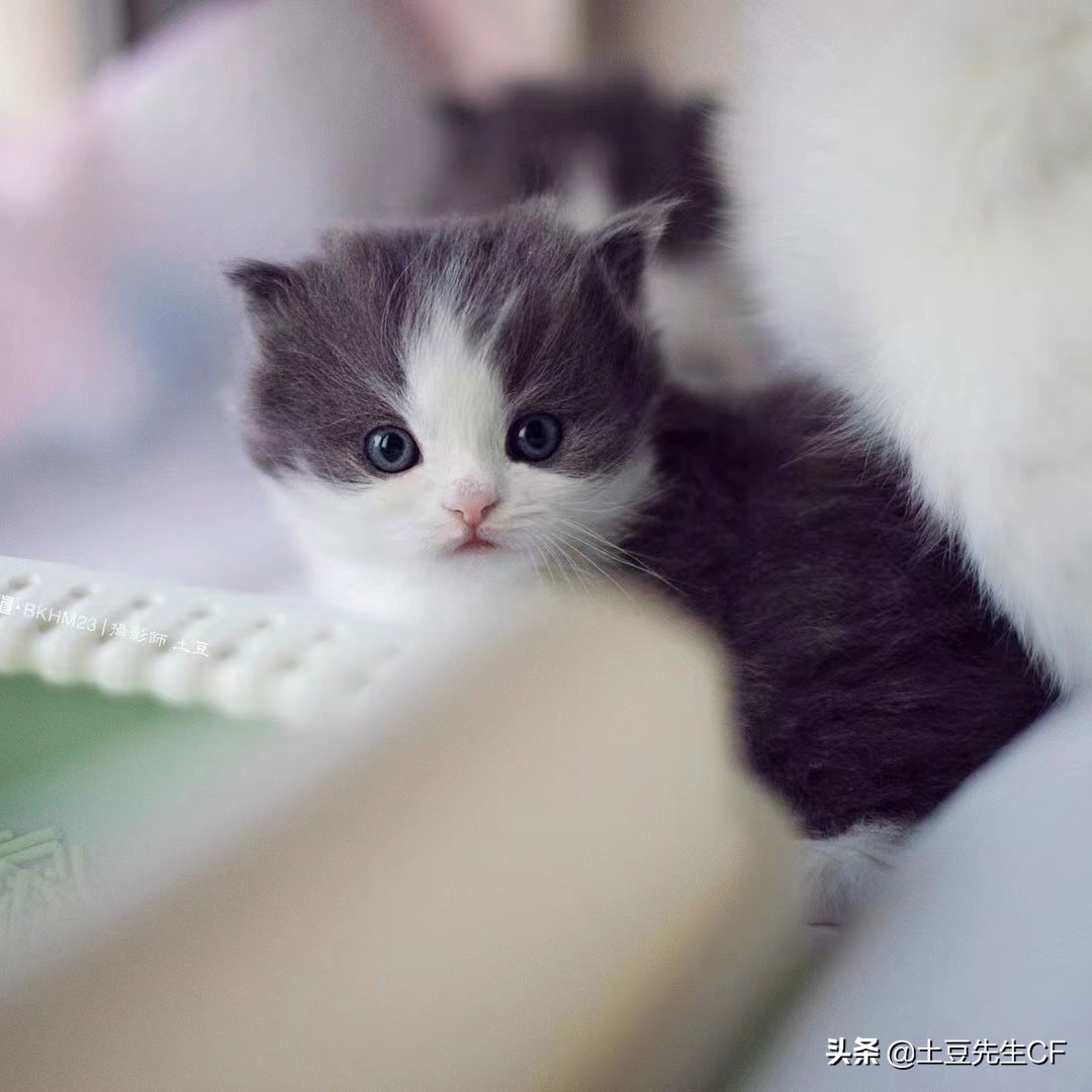 如何帮猫主子揉肚子催产（附：持续努力40分钟生不出为难产）