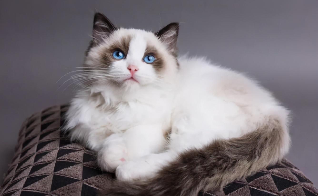 布偶猫的日常养护(布偶猫如何养)