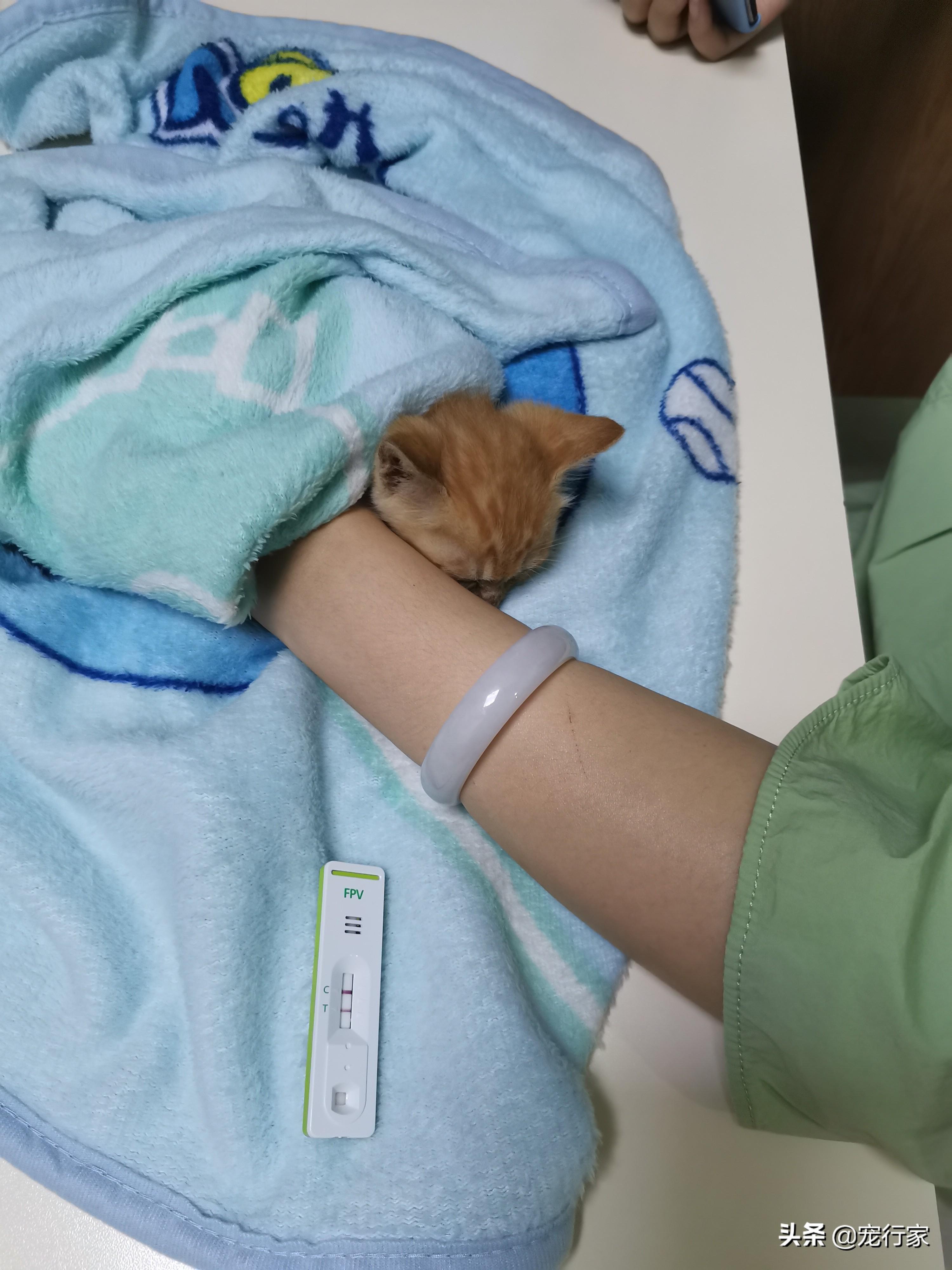 10天小猫没妈妈怎么养（15天左右小猫怎么喂能养活吗）