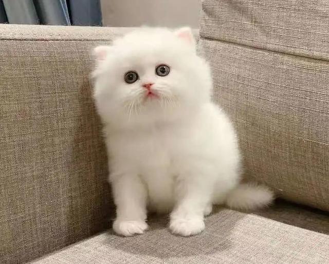 纯白高地猫好养吗(纯白高地猫优缺点)