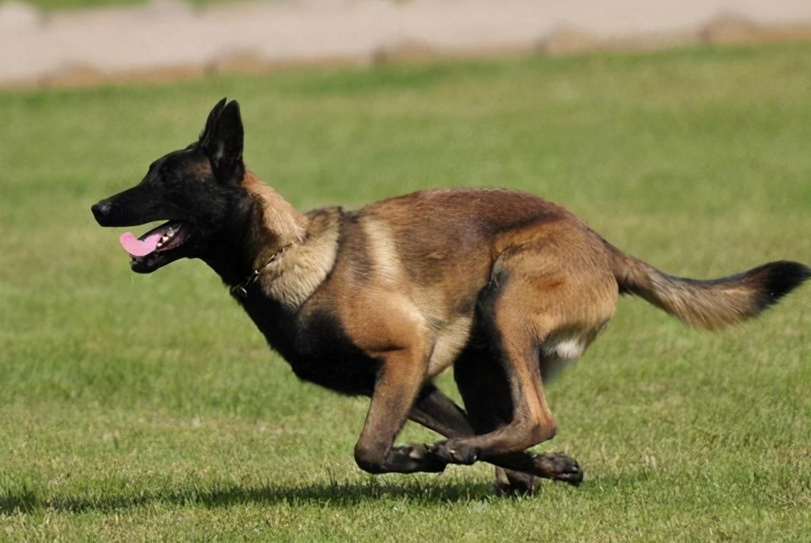 马犬如何看品相(详解:挑选马犬幼犬的小窍门)