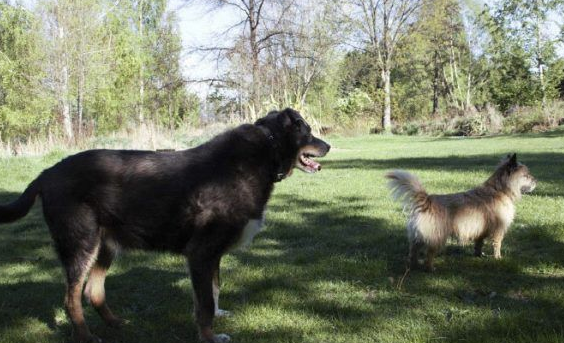 12岁牧羊犬突然走失 原来是救援佳话一则