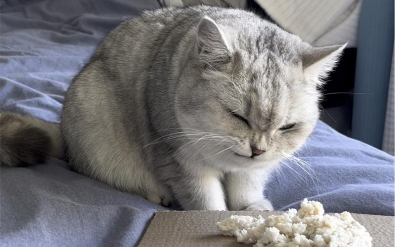 猫可以吃豆腐吗熟的(盘点新手养猫注意事项)