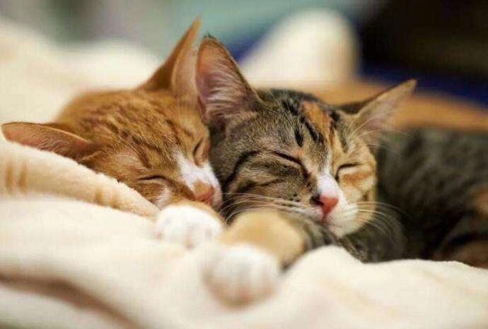 什么时候给猫咪注射疫苗（详解：猫打的疫苗都是什么）