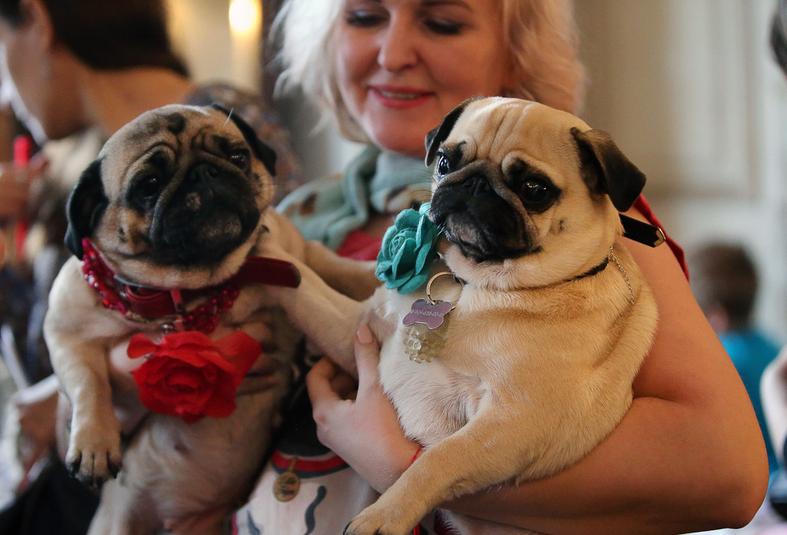 哈巴狗是什么狗品种呢（附：哈巴狗是土狗还是宠物狗）