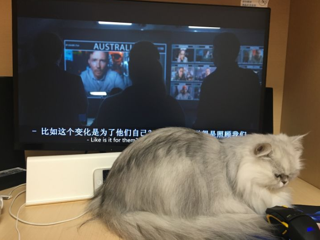 新手养金吉拉猫要注意的事项（金吉拉猫怎么养）