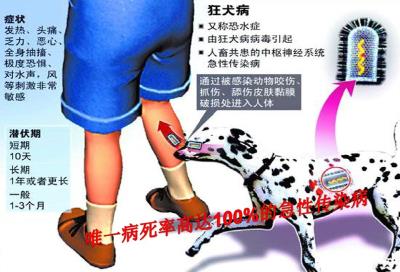 打了狂犬疫苗的狗咬人后要打针吗