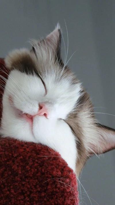 怎么判断母猫羊水已破（猫宫庄园母猫的正常分娩过程）