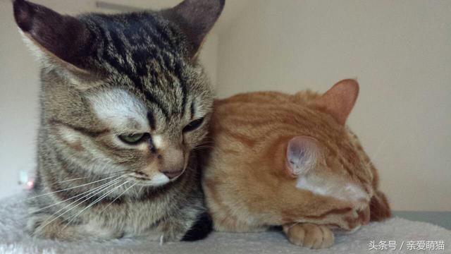 黄狸猫和橘猫什么区别(黄狸猫和橘猫图片对比)
