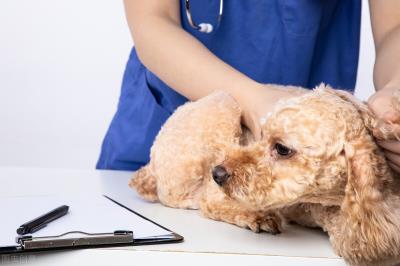 狗狗肠胃炎几天会自愈（春季狗子最容易被这肠胃炎盯上）