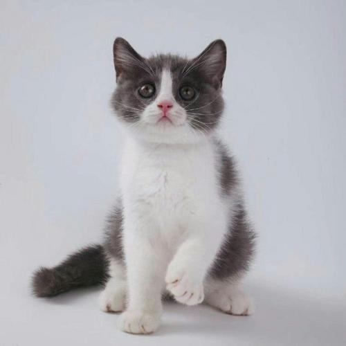 四蹄踏雪猫为什么贵 标准的四蹄踏雪狸花猫