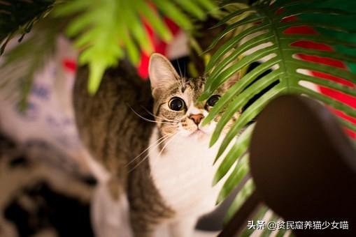 导致猫咪流泪的6种起因（猫流眼泪是什么情况）