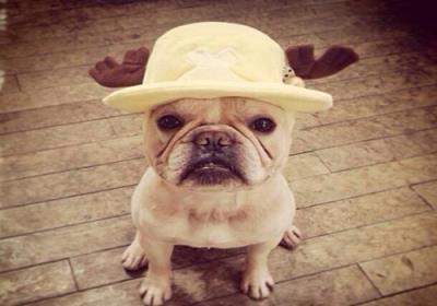 狗狗拉血用什么药最好（狗狗拉肚子吃什么药）