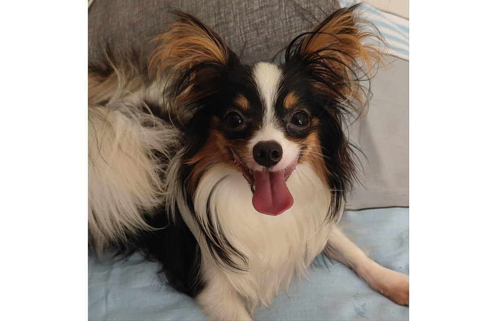 蝴蝶犬好养吗（建议养蝴蝶犬的6个原因）