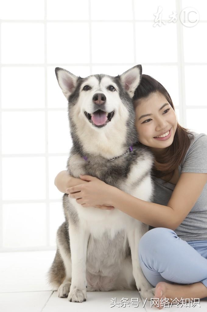 大白熊犬怎么训练(教你训练大白熊犬的正确方法)