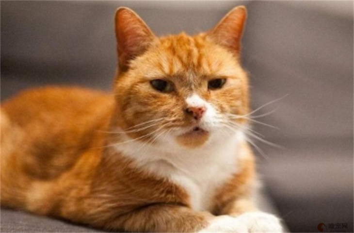告诉你养橘猫的4大好处