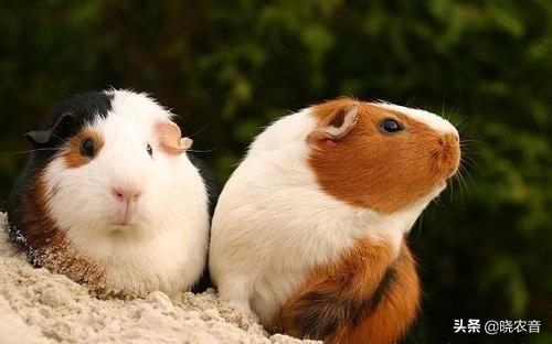 荷兰猪能吃什么食物呢（详解：荷兰猪能吃的食物名单）