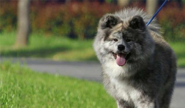 不养灵缇的四大原因（详解：灵缇为什么禁养的原因）