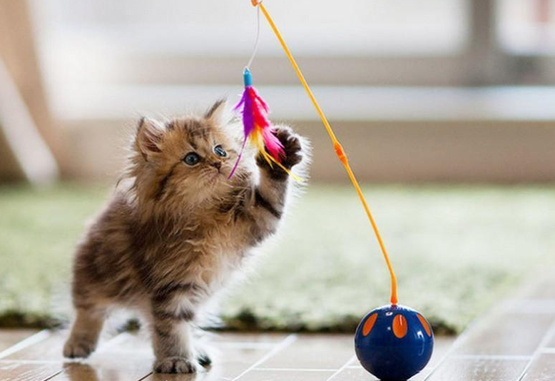 猫咪太胖了怎么减肥（ 猫咪的胖瘦对比图及减肥方法）