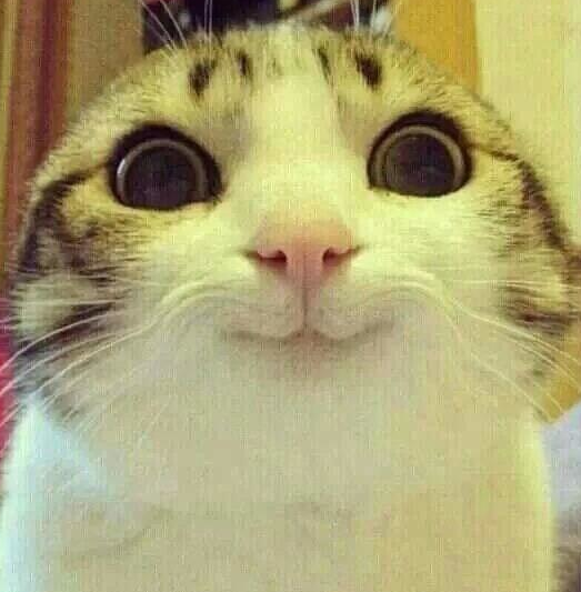 日本田园猫和中华田园猫的区别(日本田园猫和中华田园猫的区别图片)