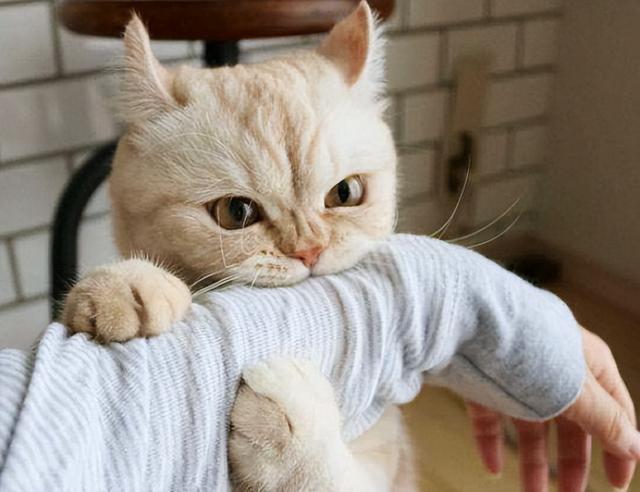 猫咪轻轻咬你代表6种行为(附：猫咪用头轻轻拱人也是同样意思)