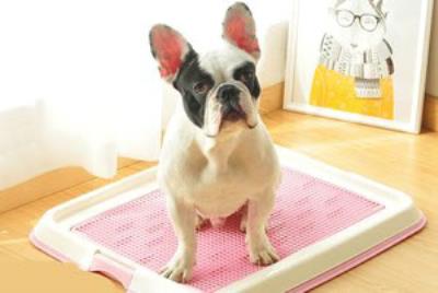 教狗狗不乱拉屎拉尿(狗狗室内乱排泄)