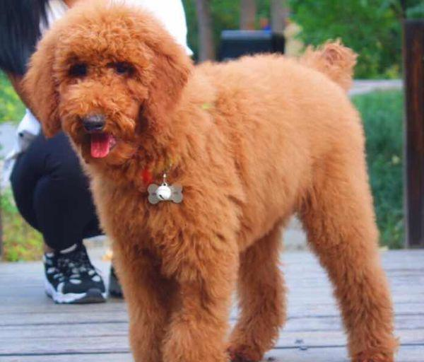 六个不养贵宾犬的理由(巨型贵宾犬怎么养)